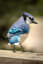 The wings of a Blue Jay