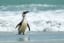 Top Attractions in the Falkland Islands