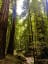 Armstrong Redwoods Northern California