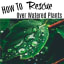How To Rescue Over Watered Plants