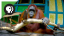 Orangutan saws wood like human