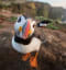 A Happy Welsh Puffin (Credit: Harry Read)