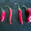 HOME AND GARDEN: HISTORY OF CHILI PEPPERS