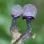 Amethyst Mushrooms ( Elaeomyxa Cerifera ). First identified in 1942, this slime mold sporophores split open to release spores which sparkle like a disco ball.