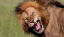 Man Sics Pet Lion on Electrician Who Demanded...