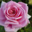 Aloha Rose (Climbing Hybrid Tea - Modern Roses)