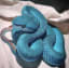 This Blue Pit Viper
