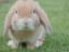 House Rabbit's Health And Upkeep - The Juicy Mango Media