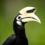 Of the 54 species of hornbill, the Oriental pied has the most diverse diet, from fruit to bats! 🦇 Eden: Untamed Planet explores some of the world's most isolated landscapes. Find out where to watch in your region → https://t.co/kSO2jOdEqC EarthOnLocation by © Cede Prudente