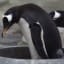 Gay penguin couple are getting ready to raise a baby