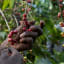 Global Warming Is Helping to Wipe Out Coffee in the Wild