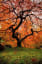 Autumn Serenity | Unique trees, Beautiful tree, Portland japanese garden