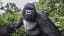 Photographer gets punched by 30st gorilla in Rwanda
