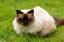 Top 40 Best Poofy Cat Names for Boy & Girl Kittens