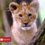 Lion cub found in French apartment