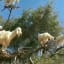 Herds of Goats are sometimes seen posing on top of Argan trees. These trees produce a fruit that looks like a shriveled olive and ripens each year around June. The resourceful goats crave the bitter taste and aroma, climbing up to 30 feet above ground to get their fix.