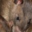 World first case outbreak in infected human from rat
