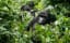 Mountain gorillas under threat from coronavirus infection