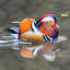 It's back: Mandarin duck makes grand return to Central Park