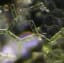 Microscopic tardigrade walking through algae