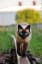 Best Siamese Cat Names - CatTime
