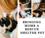 Bringing Home a Rescue Shelter Pet