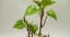 How to grow sweet potato vine indoors