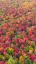 Fruity Pebbles. Fall in the Adirondack Mountains, NY. Full res file in comments.