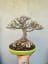 Ficus Nerifolia. Pot by Koyo