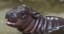 San Diego Zoo Celebrates Its First Endangered Pygmy Hippo Birth in 30 Years