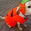 25 Adorable Halloween Dog Costumes to Make