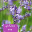 40 Uses for Lavender Essential Oil