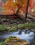 Autumn Stream Near Payson, Arizona