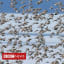 Arctic 'no safe harbour' for breeding birds