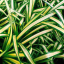 Spider Plant (Chlorophytum comosum) - Description & Uses