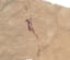 This is pretty cool. A circa 7500 year old cave painting, depicting a person climbing a ladder to get honey from a beehive, has been discovered in Spain