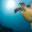 Survey Finds Microplastics in the Guts of All Seven Sea Turtle Species