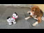 Beagle Leo Reacts to Robot Dog Toy | Leo The Beagle