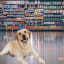 Things to Assess While Buying Pet Dog Supplies and Accessories Online