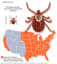 A Mayo Clinic guide to tick species and the diseases they carry - Mayo Clinic News Network