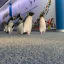 Rockhopper penguins on their way to their morning swim