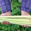 How to Grow Lemongrass Indoors or Outside
