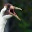 End of an era: 50-year-old whooping crane breeding program coming to a close at Maryland's Patuxent refuge