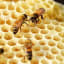 How do bees make honey? | Gobhy