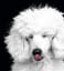All You Need to Know About Standard Poodle Eye Problems