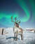 A reindeer under the Northern Lights, Norway.