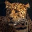 Top 10 Most Dangerous Amazon Rainforest Animals
