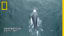 Scientists Fly a Drone to Collect Whale Snot | National Geographic