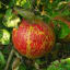 Apple Powdery Mildew (Podosphaera leucotricha)