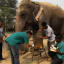 India's First Elephant Hospital Opens For Business